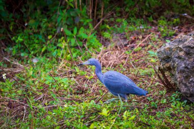 Everglades 'te yiyecek arayan Mavi Balıkçıl kuşunun fotoğrafı.