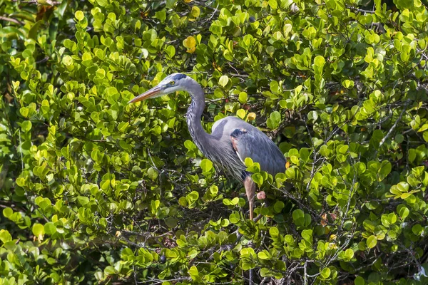 Fotografía Ave Gran Garza Azul Cazando Comida Los Everglades — Foto de Stock