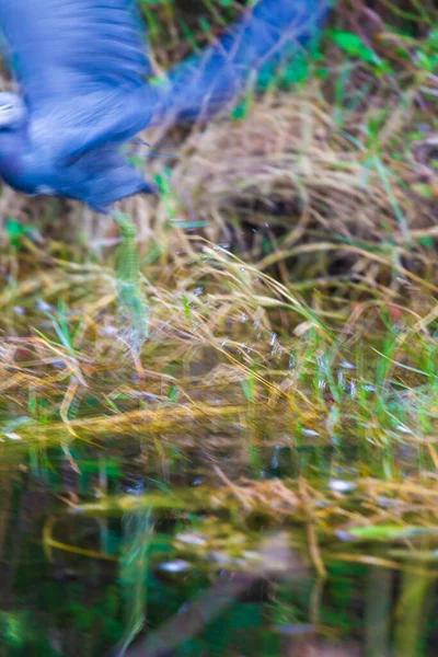 Photograph Little Blue Heron Bird Hunting Food Everglades — Stock Photo, Image