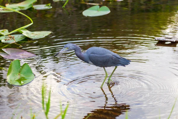 Fotografía Pajarito Garza Azul Cazando Comida Los Everglades — Foto de Stock