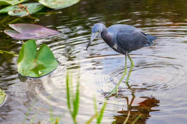 Fotografía Pajarito Garza Azul Cazando Comida Los Everglades — Foto de Stock