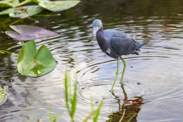 Foto Eines Kleinen Blaureihers Auf Nahrungssuche Den Everglades — Stockfoto