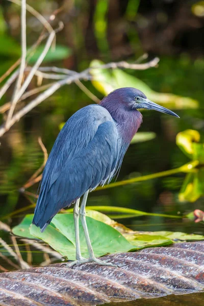 Photograph Little Blue Heron Bird Hunting Food Everglades — Stock Photo, Image