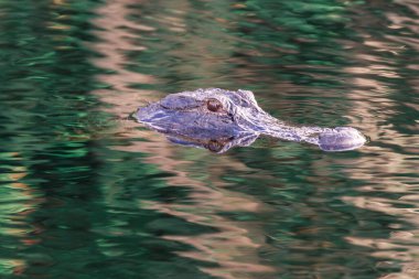 Florida Everglades 'te suda yüzen bir Amerikan Timsahının fotoğrafı.