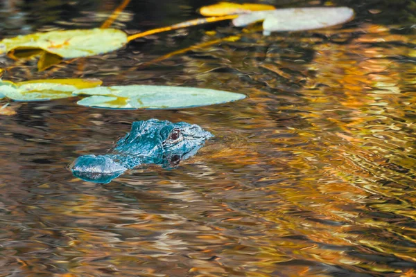 Fotografía Caimán Americano Nadando Agua Los Everglades Florida — Foto de Stock