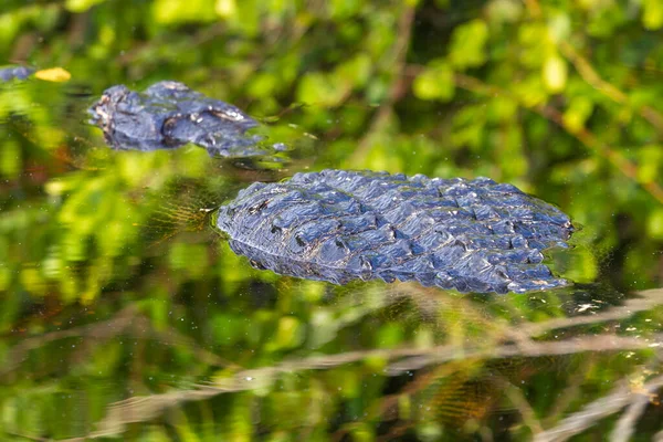 Fotografering Amerikansk Alligator Som Simmar Vattnet Everglades Florida — Stockfoto