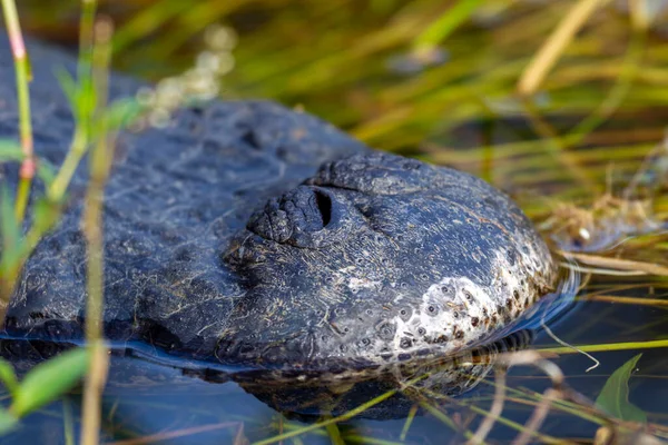 Foto Van Een Amerikaanse Krokodil Die Het Water Zwemt Everglades — Stockfoto