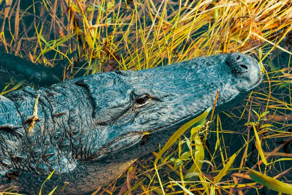 Foto Van Een Amerikaanse Krokodil Die Het Water Zwemt Everglades — Stockfoto