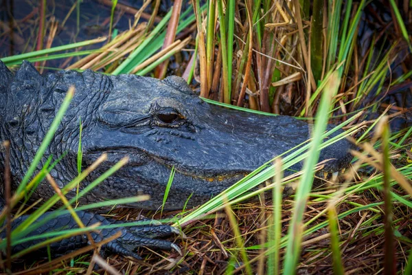 Fotografía Caimán Americano Descansando Tierra Cerca Del Agua Los Everglades — Foto de Stock