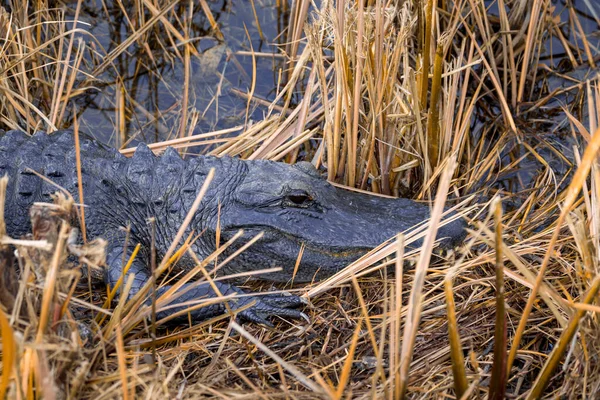 Photographie Alligator Américain Reposant Sur Terre Ferme Près Eau Dans — Photo