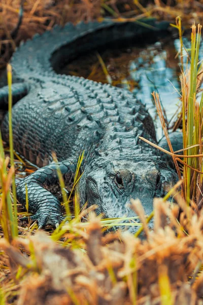 Foto Eines Amerikanischen Alligators Der Wasser Den Everglades Florida Ruht — Stockfoto