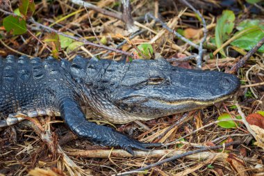 Florida 'daki Everglades' te karada dinlenen bir Amerikan Timsahının fotoğrafı.