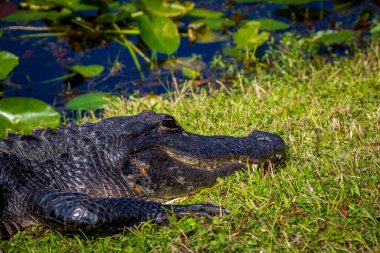 Florida 'daki Everglades' te karada dinlenen bir Amerikan Timsahının fotoğrafı.