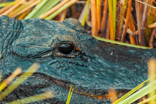 Photograph American Alligator Resting Land Water Everglades Florida — Stock Photo, Image