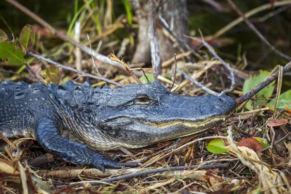 Fotografia Jacaré Americano Descansando Terra Perto Água Nos Everglades Flórida — Fotografia de Stock