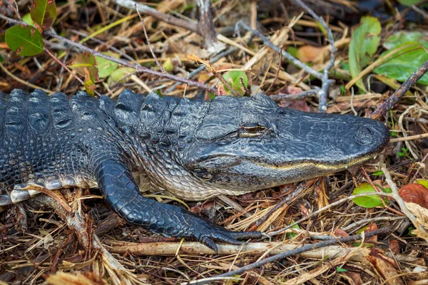 Fotografia Jacaré Americano Descansando Terra Perto Água Nos Everglades Flórida — Fotografia de Stock