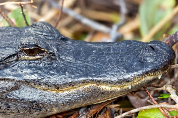 Fotografia Jacaré Americano Descansando Terra Perto Água Nos Everglades Flórida — Fotografia de Stock