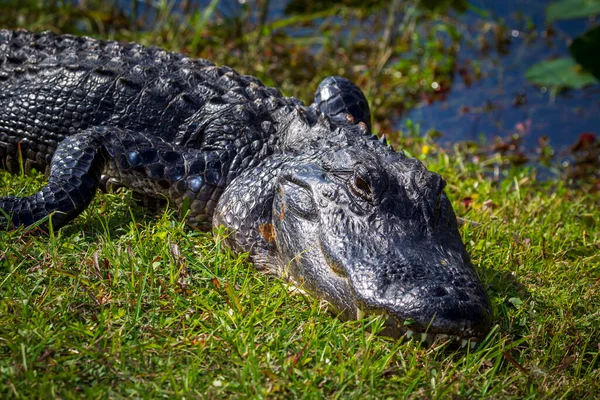 Foto Van Een Amerikaanse Krokodil Het Land Bij Het Water — Stockfoto