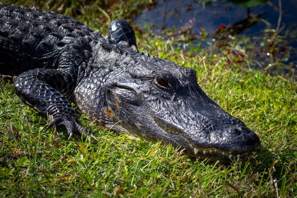 Foto Van Een Amerikaanse Krokodil Het Land Bij Het Water — Stockfoto