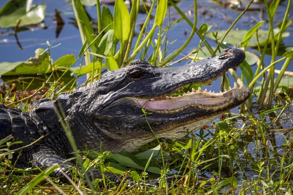 Fénykép Egy Amerikai Alligátor Pihen Szárazföldön Közel Víz Everglades Floridában — Stock Fotó