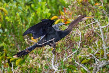 Bir Anhinga kuşunun fotoğrafı Everglades 'te uzanan kanatları ile ağaç dalları üzerinde duruyor.