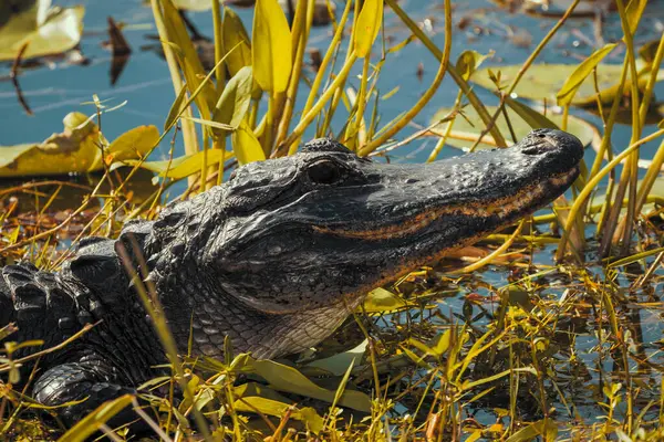 Photographie Alligator Américain Reposant Sur Terre Ferme Près Eau Dans — Photo