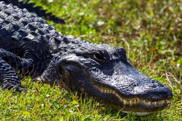 Fotografia Jacaré Americano Descansando Terra Perto Água Nos Everglades Flórida — Fotografia de Stock