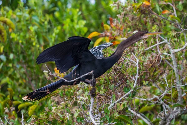 Bir Anhinga kuşunun fotoğrafı Everglades 'te uzanan kanatları ile ağaç dalları üzerinde duruyor.