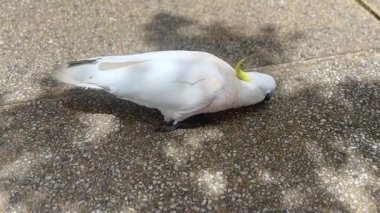 Avustralya 'nın NSW kentindeki Mavi Dağlar' da güneşli bir günde Avustralya 'nın Sülfür Tepeli Papağanı' nın yaya yolunda kırıntı yediği bir video..