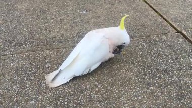 Avustralya 'nın NSW kentindeki Mavi Dağlar' da güneşli bir günde Avustralya 'nın Sülfür Tepeli Papağanı' nın yaya yolunda kurabiye yediği video..