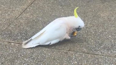 Avustralya 'nın NSW kentindeki Mavi Dağlar' da güneşli bir günde Avustralya 'nın Sülfür Tepeli Papağanı' nın yaya yolunda kurabiye yediği video..
