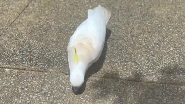 Avustralya 'nın NSW kentindeki Mavi Dağlar' da güneşli bir günde Avustralya 'nın Sülfür Tepeli Papağanı' nın yaya yolunda kırıntı yediği bir video..