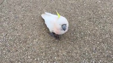 Avustralya 'nın NSW kentindeki Mavi Dağlar' da güneşli bir günde yayaların üzerinde duran bir Sülfür Tepeli Kakadunun videosu..