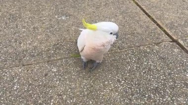 Avustralya 'nın NSW kentindeki Mavi Dağlar' da güneşli bir günde yayaların üzerinde duran bir Sülfür Tepeli Kakadunun videosu..