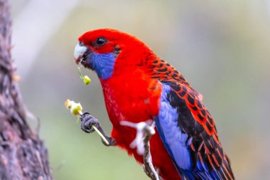 Avustralya 'daki Mavi Dağlar' da güneşli bir yaz gününde bir ağaçta oturan Avustralyalı Kırmızı Rosella Papağanı 'nın fotoğrafı..