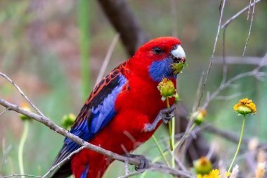 Avustralya 'daki Mavi Dağlar' da güneşli bir yaz gününde bir ağaçta oturan Avustralyalı Kırmızı Rosella Papağanı 'nın fotoğrafı..