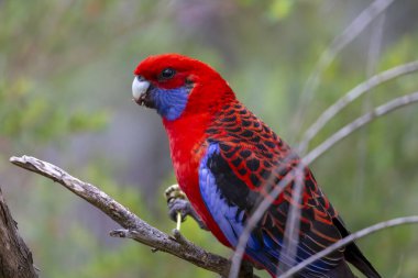 Avustralya 'daki Mavi Dağlar' da güneşli bir yaz gününde bir ağaçta oturan Avustralyalı Kırmızı Rosella Papağanı 'nın fotoğrafı..