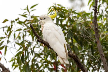 Avustralya 'daki Mavi Dağlar' daki bir ağacın dalında oturan Avustralya Sülfür Tepeli Papağanı 'nın fotoğrafı..