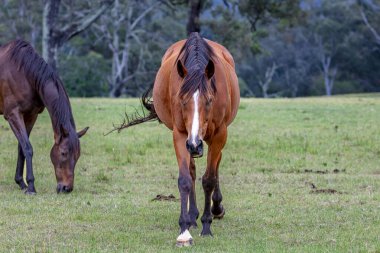 Avustralya 'nın güneşli bir yaz gününde tarımsal bir otlakta otlayan büyük kahverengi bir atın fotoğrafı..