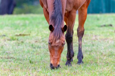 Avustralya 'nın güneşli bir yaz gününde tarımsal bir otlakta otlayan büyük kahverengi bir atın fotoğrafı..