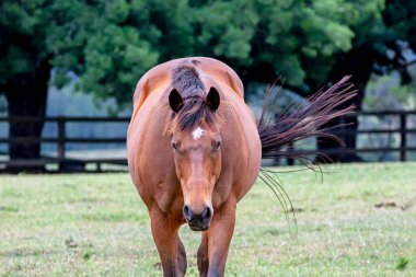 Avustralya 'nın güneşli bir yaz gününde tarımsal bir otlakta otlayan büyük kahverengi bir atın fotoğrafı..