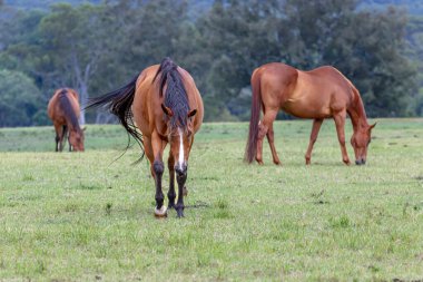 Avustralya 'nın güneşli bir yaz gününde tarımsal bir otlakta otlayan büyük kahverengi bir atın fotoğrafı..