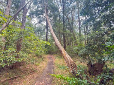 Avustralya 'nın Yeni Güney Galler bölgesindeki Mavi Dağlar' daki Winmalee kasabasındaki popüler bir yürüyüş pistinde düşme aşamasındaki büyük bir ağacın fotoğrafı..