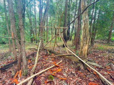 Avustralya 'nın Yeni Güney Galler bölgesindeki Mavi Dağlar' daki Winmalee kasabasında bulunan bir kentsel ormanda, ağaç dallarının sıradışı bir şekle bağlanmış fotoğrafları..