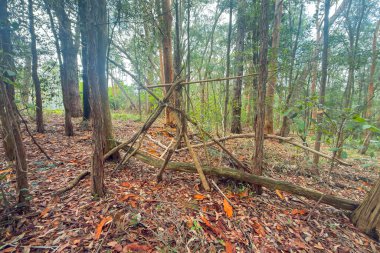 Avustralya 'nın Yeni Güney Galler bölgesindeki Mavi Dağlar' daki Winmalee kasabasında bulunan bir kentsel ormanda, ağaç dallarının sıradışı bir şekle bağlanmış fotoğrafları..