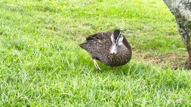 Avustralya 'nın Yeni Güney Galler' deki Mavi Dağlar 'daki açık bir alanda çim yerken rastgele dolaşan bir siyah ördeğin görüntüsü..