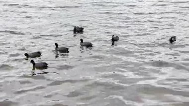 Avustralya, Yeni Güney Galler 'deki Mavi Dağlar' da Wentworth Falls Gölü 'nde kürek çeken bir grup Avrasyalı Coot' un görüntüsü.