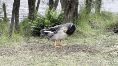 Blue Mountains, New South Wales, Avustralya 'daki Wentworth Falls Gölü' nde kürek çektikten ve yüzdükten sonra hazırlanan bir Mallard Duck görüntüsü.