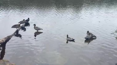 Avustralya 'nın Yeni Güney Galler' indeki Mavi Dağlar 'daki Wentworth Falls Gölü' nde tahta bir kütük üzerinde duran Avustralya Orman Ördekleri ve Avrasya Koyu 'nun görüntüleri.