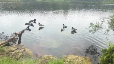 Avustralya 'nın Yeni Güney Galler' indeki Mavi Dağlar 'daki Wentworth Falls Gölü' nde tahta bir kütük üzerinde duran Avustralya Orman Ördekleri ve Avrasya Koyu 'nun görüntüleri.